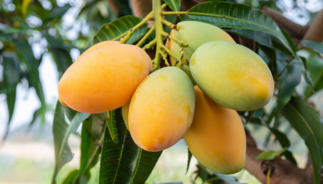 Rasalu Mangoes – A Juicy Delight from South India Now in the USA