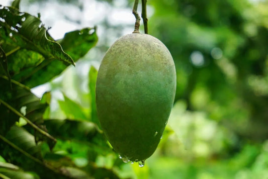 Buy Kesar Mangoes | Indian Fruits in USA | Buy mangoes online