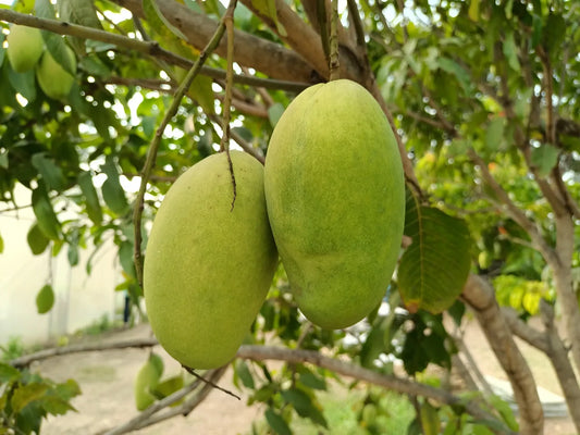 Buy Dasheri Mangoes Online | Buy mangoes online