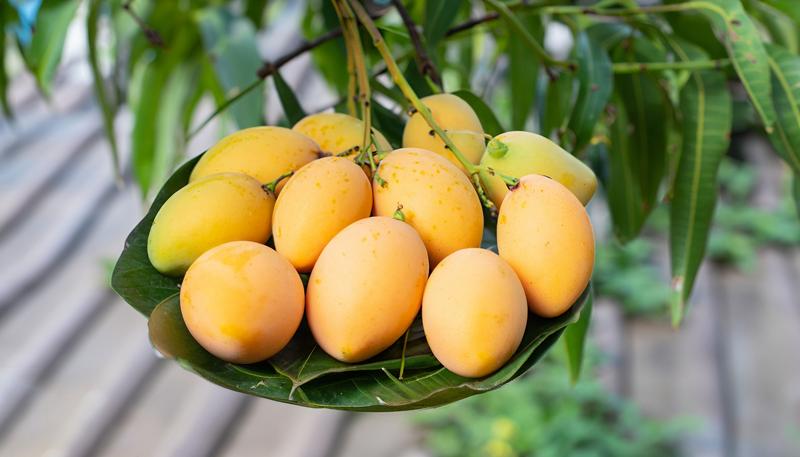 Fresh Indian Alphonso Mangoes