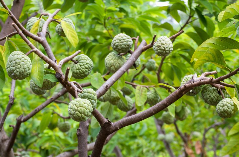 Season Sitaphal/Custard Apple/Sugar Apple