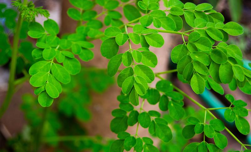 Fresh Moringa Leaves
