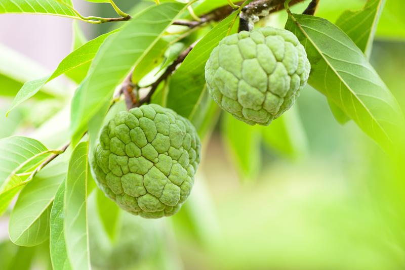Season Sitaphal/Custard Apple/Sugar Apple
