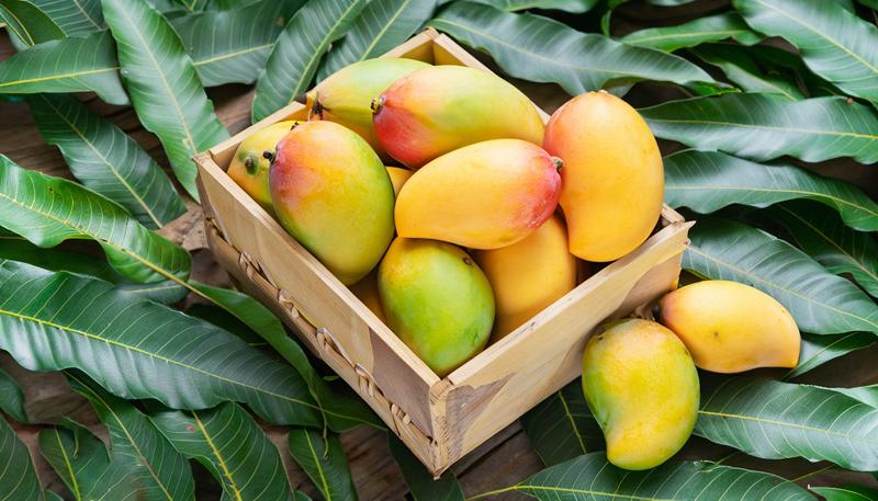 Langara Mangoes