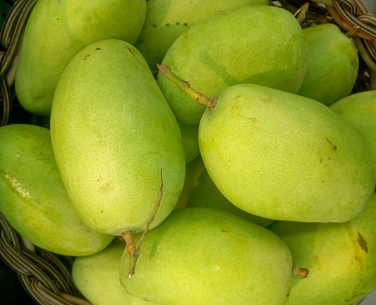 Carrie Mangoes/Alphonso Mangoes from Florida
