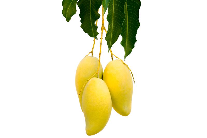 Dussehri Mangoes