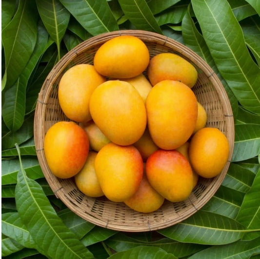 Indian Mangoes In USA
