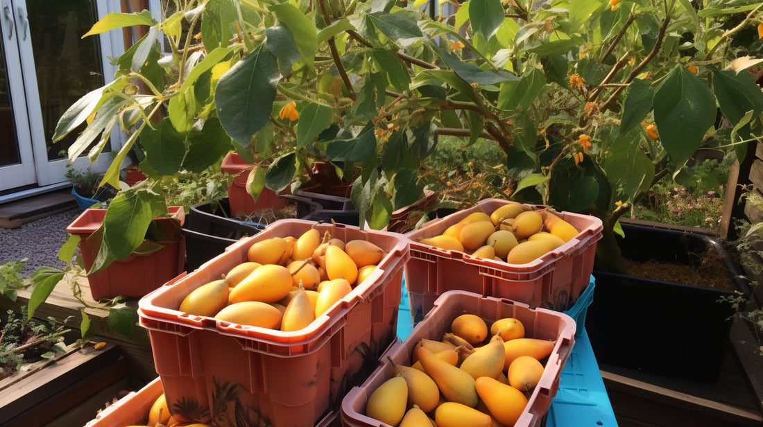 Buy Mangoes Online and Enjoy Fresh Indian Mangoes at Home