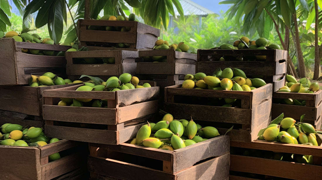Order Mangoes Online for Fresh Indian Mango Delivery Across the USA
