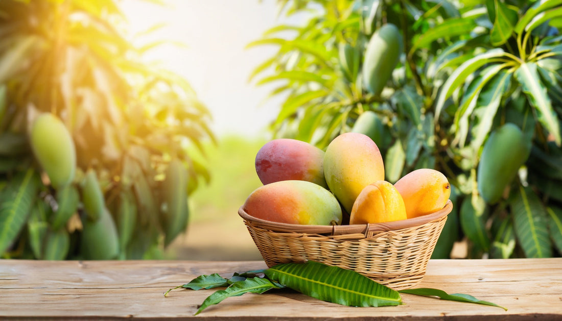 Indian Mangoes in USA: Enjoy Authentic Flavors from India