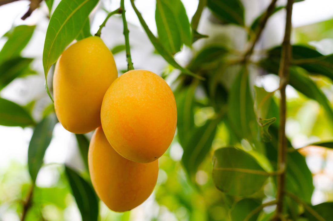🥭 Enjoy Authentic Alphonso Mangoes Online with Premium Freshness