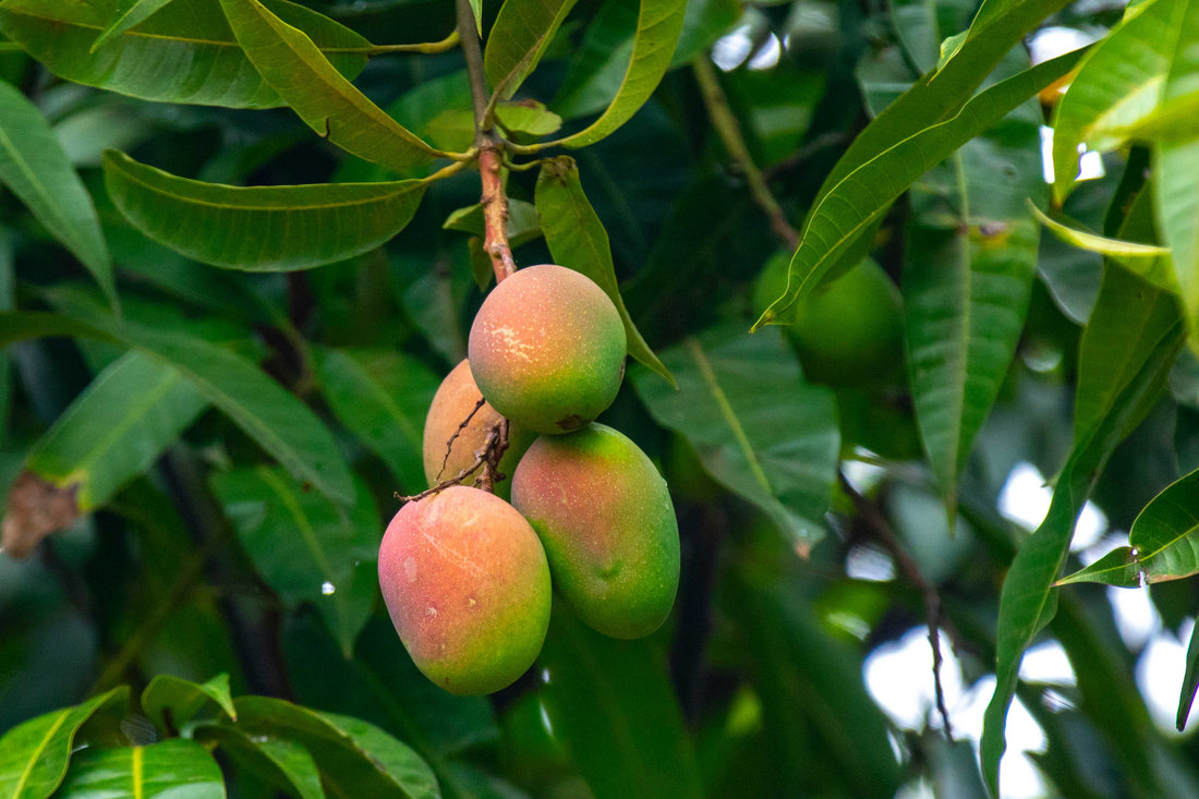 How Online Mango Delivery Brings Fresh Indian Mangoes from Farm to Your Door