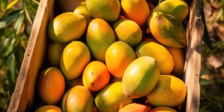 Buy Alphonso Mango