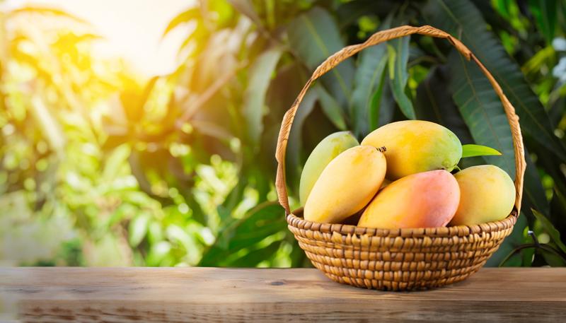 Fresh Mango Store Gir Kesar – Fresh mangoes