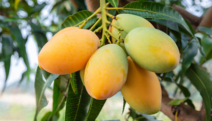 Fresh Mallika Mangoes from our farms in Florida & Mexico