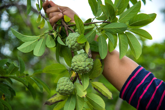 Cherimoya